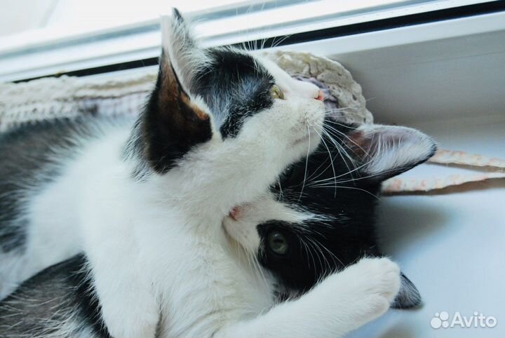 Котенок в поисках дома
