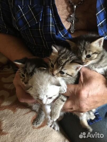 Шотландские котята