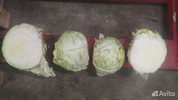 Капуста на переработку