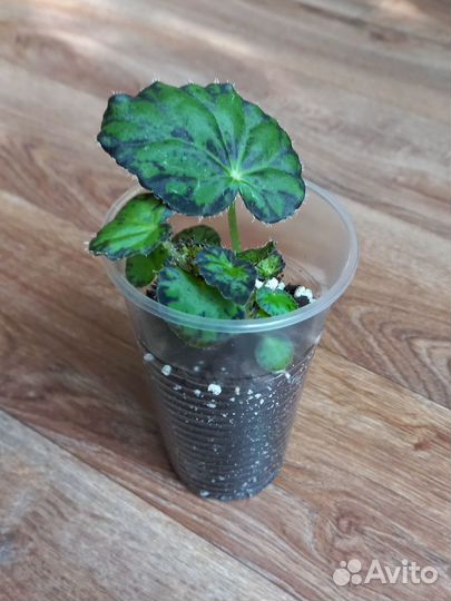 Комнатные растения цветы