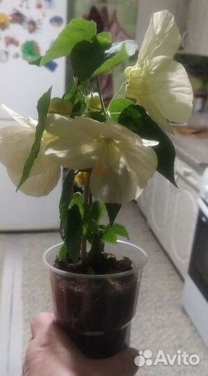 Абутилон семена