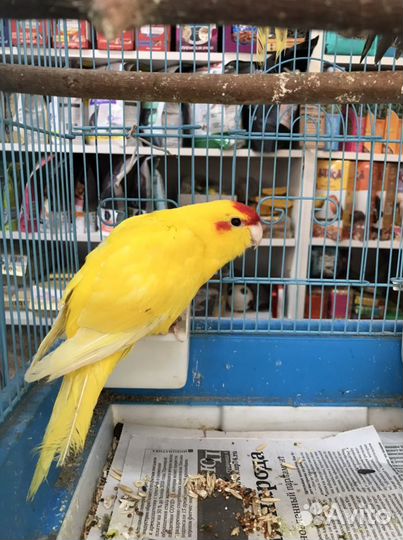 Волнистый попугай птенцы и какарики