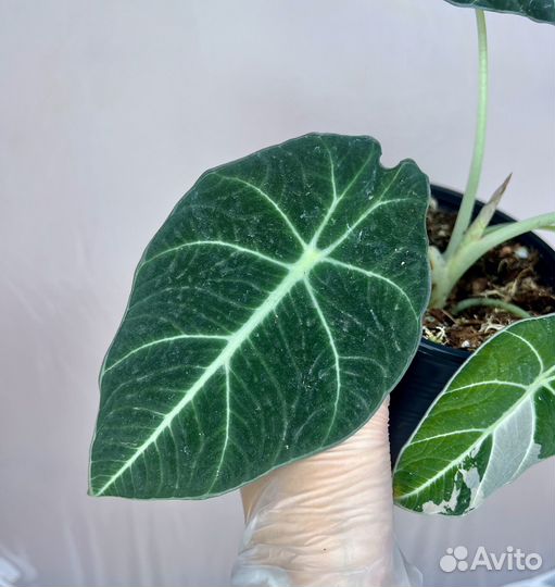 Алоказия black velvet pink