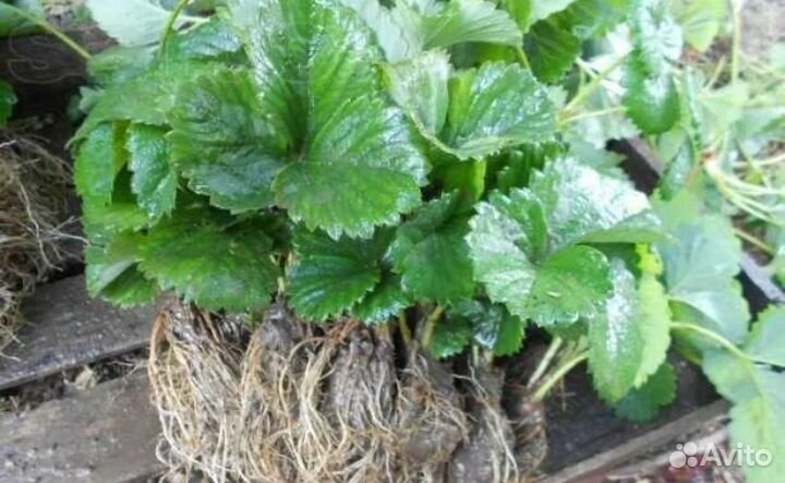 Усы Виктории фестивальная