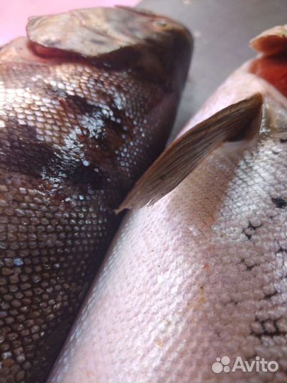 Лосось Атлантический охлаждённый