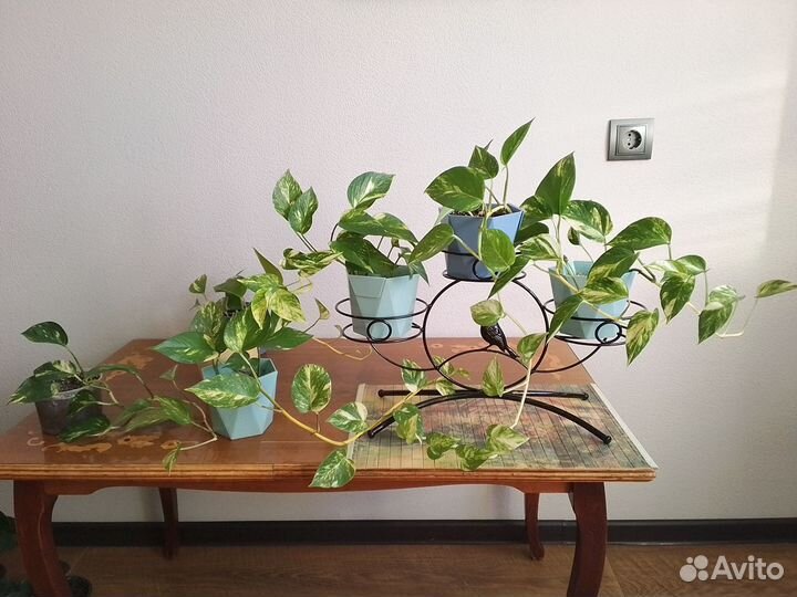 Сциндапсус -лиана семейства ароидные