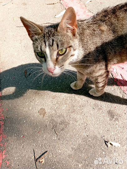 Молодой домашний котик