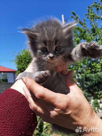 Кошка
