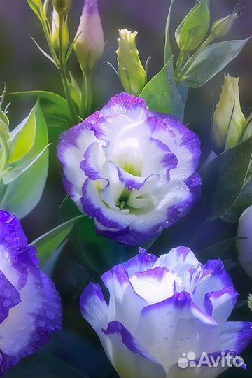 Эустома рассада