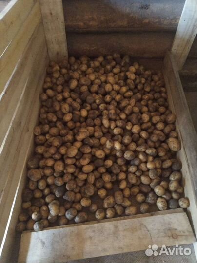 Продам картофель