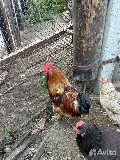 Молодые петухи