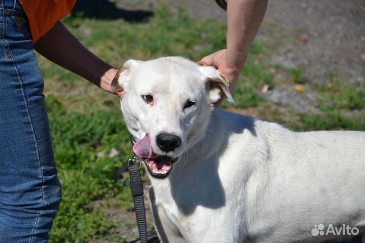 Каспер ищет дом