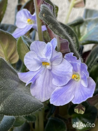 Фиалки сенполии