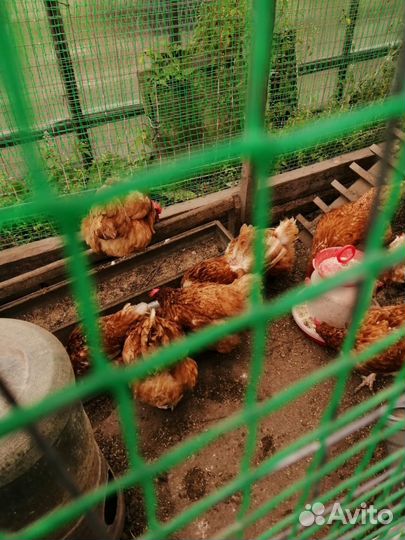 Куры несушки