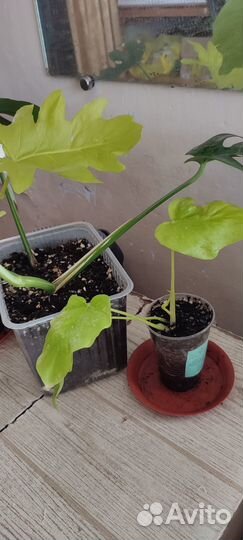 Филодендрон Сатин голд