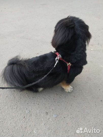 Вязка пекинес