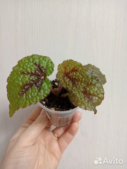 Декабрист белый. Бегония Мэсона