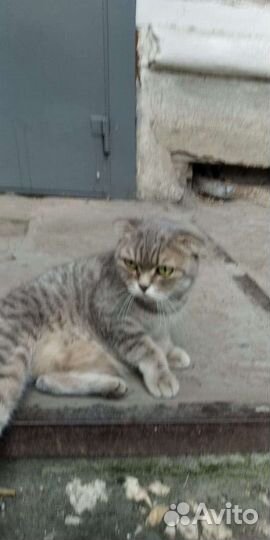 Шотландская