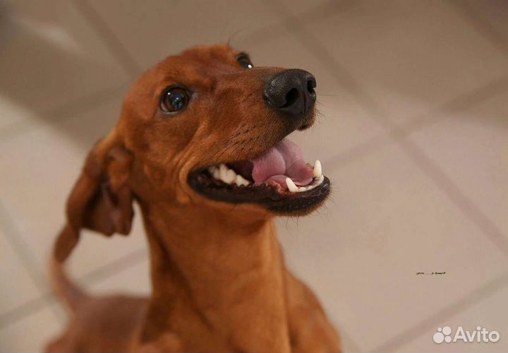 Кобель Такса