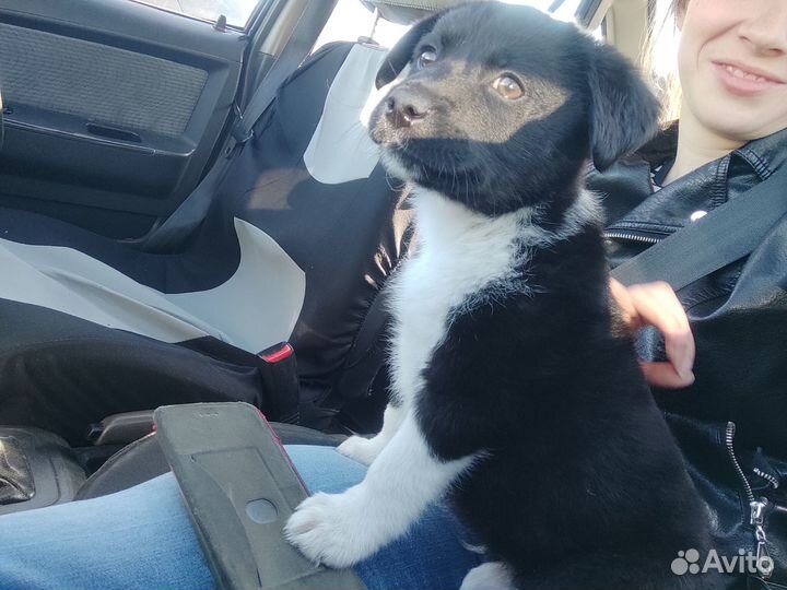 Щенок бесплатно в добрые руки