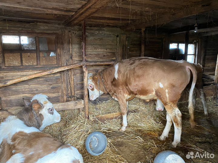 Бычки и телята