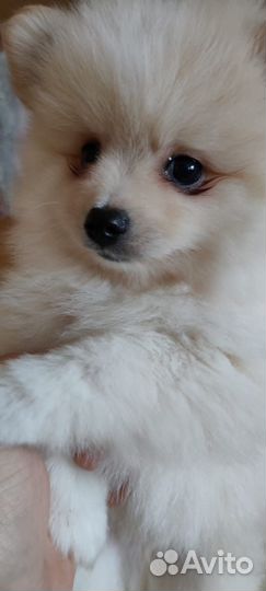 Щенки шпица