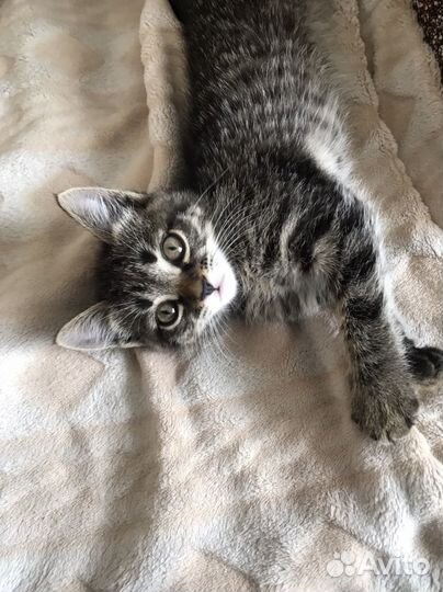 Котенок