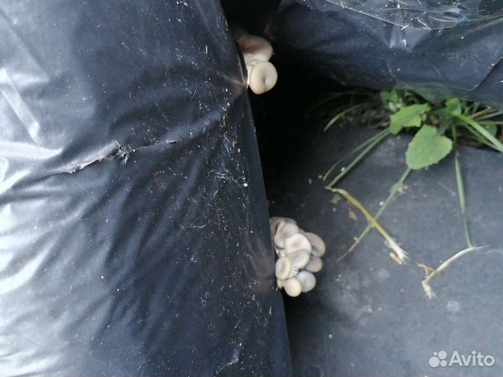 Субстратные блоки