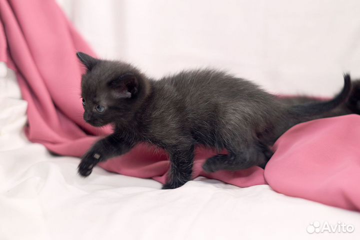 Отдам котёнка