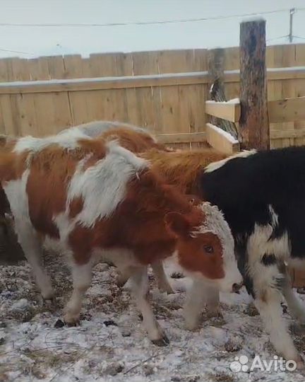 Бычки живым весом