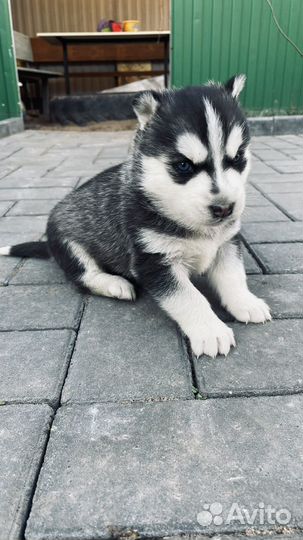 Щенки хаски