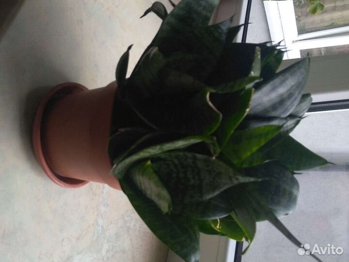 Домашние растения