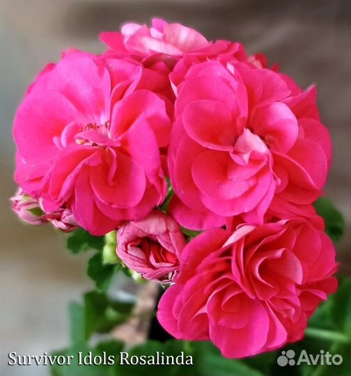 Пеларгония сортовая