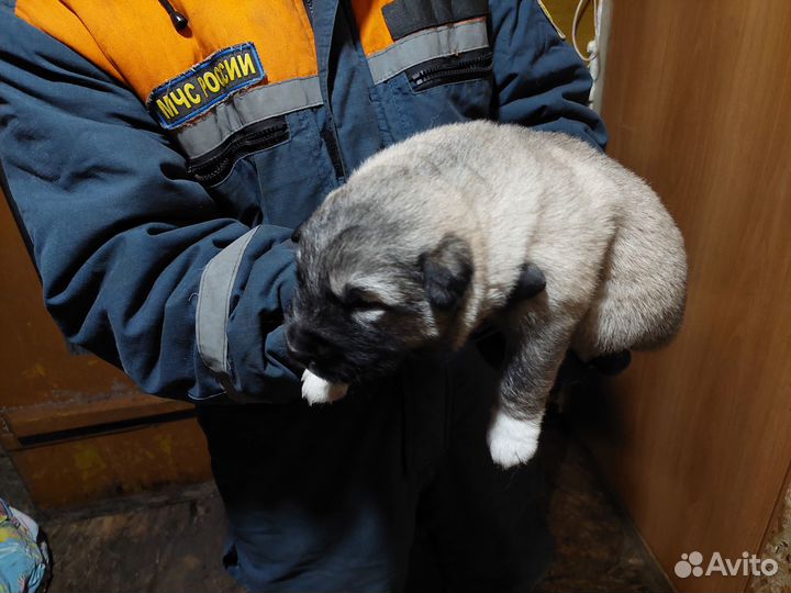 Продам щенков алабая
