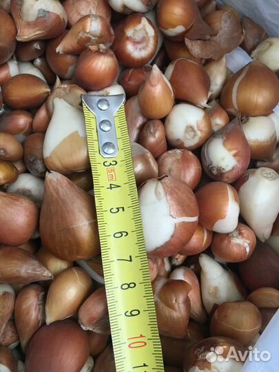 Луковицы тюльпанов