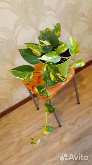 Сциндапсус (эпипремнум) золотистый