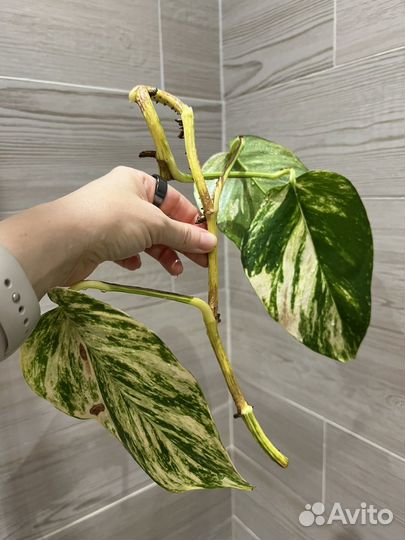 Сциндапсус золотистый эпипремнум