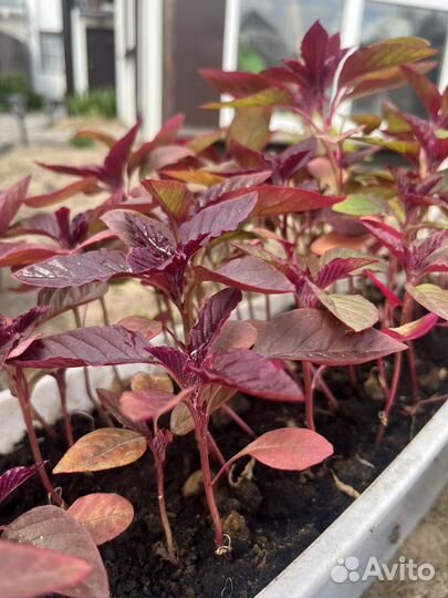 Амарант рассада