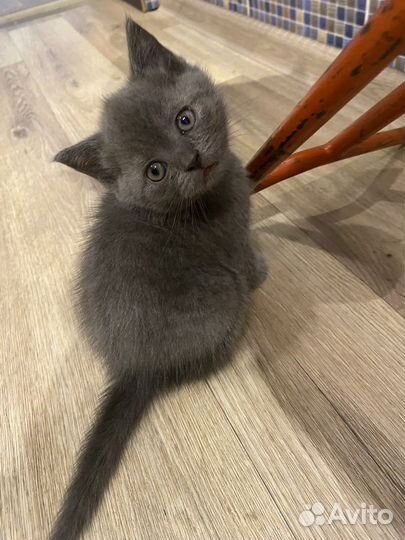 Британские котята