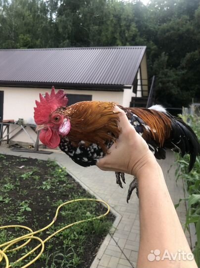 Петух бентамка