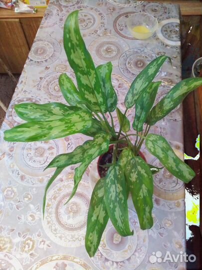 Комнатные цветы