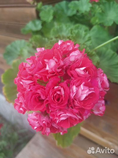 Герань пеларгония