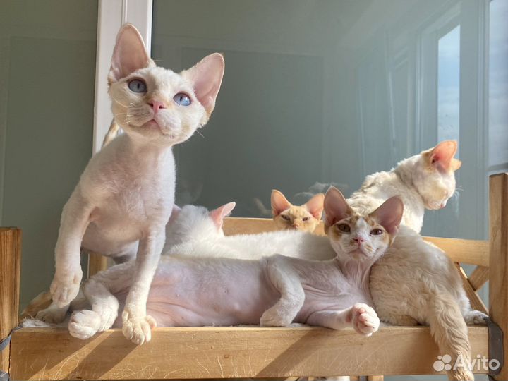 Девон-рекс на любой вкус