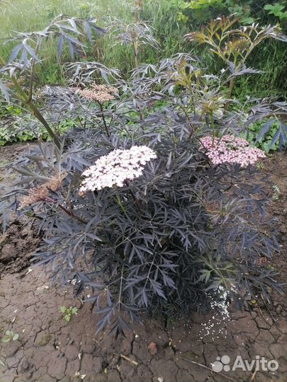 Многолетники садовые