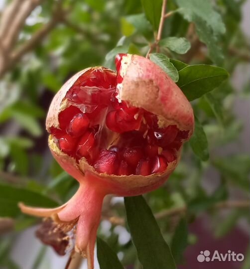 Декоративный гранат