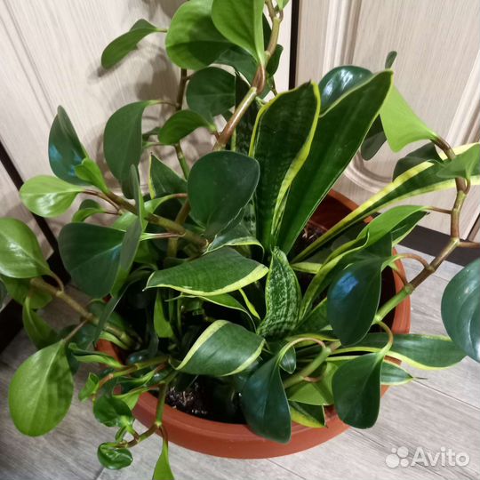 Цветочный микс