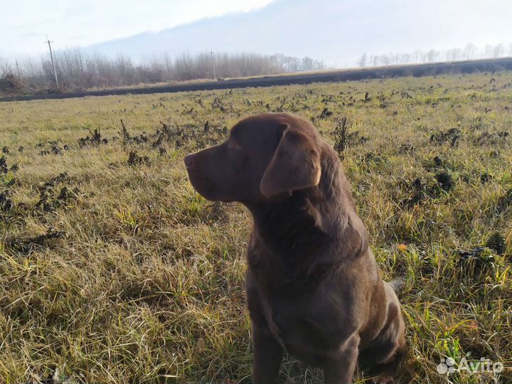 Вязка лабрадор