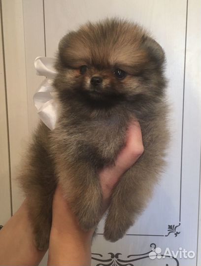 Шпицы мини тип мишка