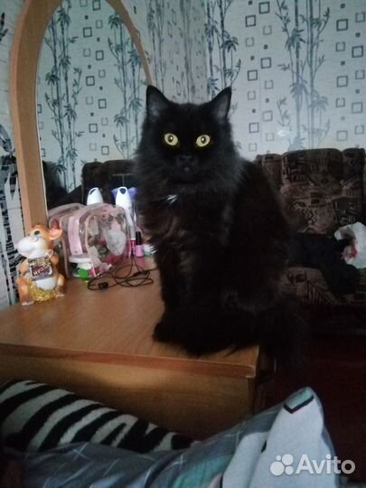 Кошка для вязки