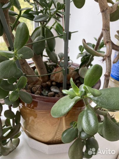 Толстянка (денежное дерево)